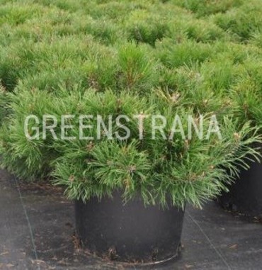 Сосна горная Мугус (Pinus mugo var. mughus)