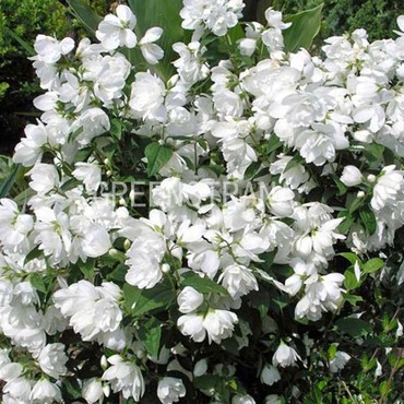 Чубушник виргинский Сноубелль (Philadelphus virginialis 'Snowbelle')