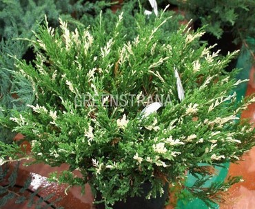 Можжевельник горизонтальный Андорра Вариегата (Juniperus horizontalis 'Andorra Variegata')