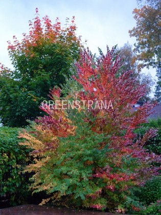 Багрянник японский (Cercidiphyllum japonicum)