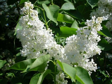 Сирень персидская Алба (Syringa x persica 'Alba')