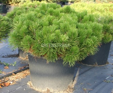 Сосна горная Пумилио (Pinus mugo var. pumilio)