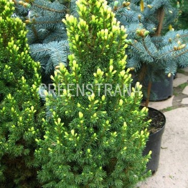 Ель канадская Рэйнбоуз Энд (Picea glauca 'Rainbow's End')