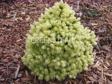 Ель канадская Дендрофарма Голд (Picea glauca 'Dendrofarma Gold')