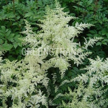 Астильба Арендса Браутшляйер (Astilbe x arendsii 'Brautschleier')