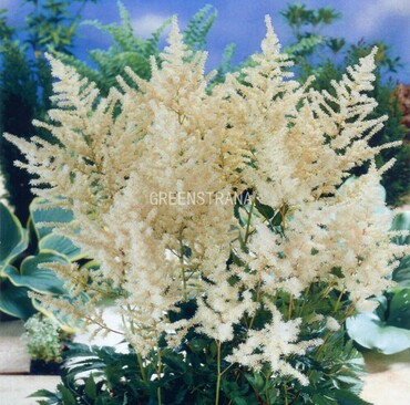 Астильба Арендса Бумальда (Astilbe x arendsii 'Bumalda')