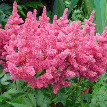 Астильба Арендса Каттлея (Astilbe x arendsii 'Cattleya')