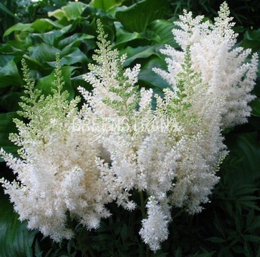 Астильба Арендса Диамант (Astilbe x arendsii 'Diamant')