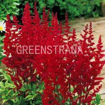 Астильба Арендса Фанал (Astilbe arendsii 'Fanal')