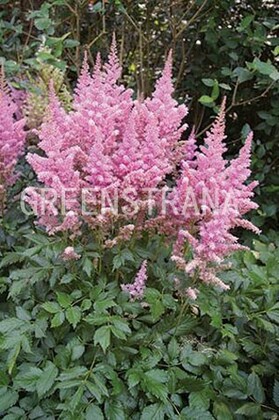 Астильба китайская Вижн ин Пинк (Astilbe chinensis 'Vision in Pink')