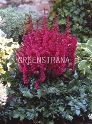 Астильба китайская Вижнс ин Ред (Astilbe chinensis 'Visions in Red')