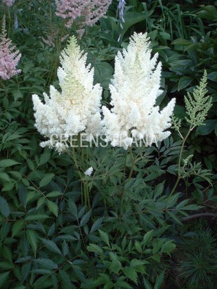 Астильба китайская Вижнс ин Вайт (Astilbe chinensis 'Visions in White')