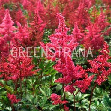 Астильба японская Бонн (Astilbe japonica 'Bonn')