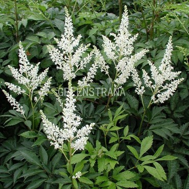 Астильба японская Дойчланд (Astilbe japonica 'Deutschland')