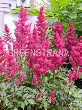 Астильба японская Элизабет ван Вен (Astilbe japonica 'Elizabeth van Veen')