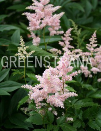 Астильба японская Европа (Astilbe japonica 'Europa')