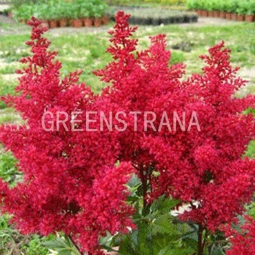 Астильба японская Ред Сентинел (Astilbe japonica 'Red Sentinel')
