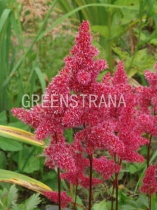Астильба японская Везувиус (Astilbe japonica 'Vesuvius')