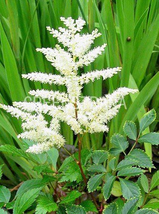 Астильба японская Вашингтон (Astilbe japonica 'Washington')