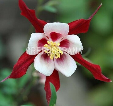 Аквилегия гибридная Кримсон Стар (Aquilegia hybrida 'Crimson Star')