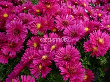 Астра кустарниковая Старлайт (Symphyotrichum dumosum 'Starlight')