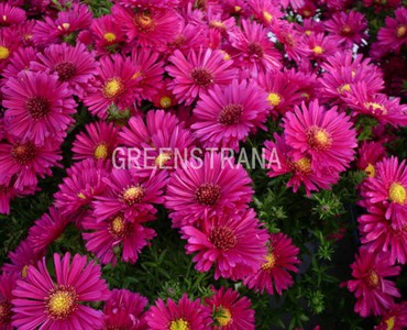 Астра кустарниковая Пинк Бьюти (Symphyotrichum dumosum 'Pink Beauty')
