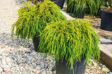 Кипарисовик горохоплодный Сан Голд (Chamaecyparis pisifera 'Sungold')