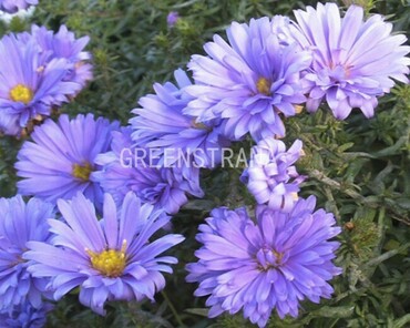 Астра кустарниковая Леди ин Блю (Symphyotrichum dumosum 'Lady in Blue')