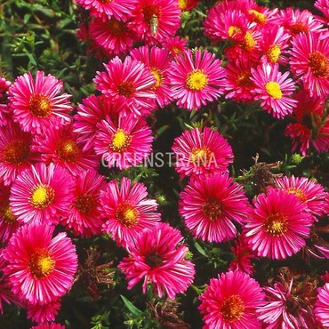 Астра кустарниковая Дженни (Symphyotrichum dumosum 'Jenny')