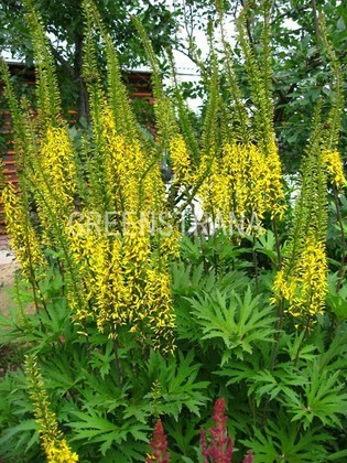 Бузульник Пржевальского (Ligularia przewalskii)