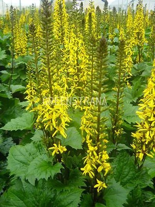 Бузульник узкоголовый Зе Рокет (Ligularia stenocephala 'The Rocket')