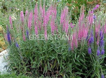 Вероника колосковая (Veronica spicata) (в ассортименте)