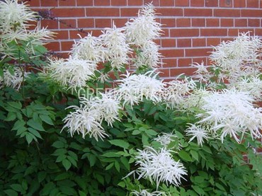 Волжанка двудомная (Aruncus dioicus)