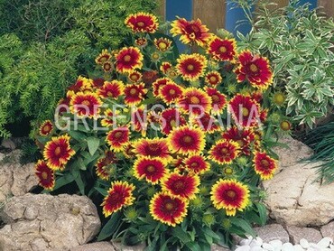 Гайлардия остистая Гоблин (Gaillardia aristata 'Goblin')