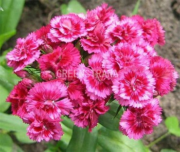 Гвоздика альпийская Роуз Стар (Dianthus alpinus 'Rose Star') m