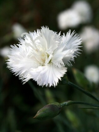 Гвоздика перистая Хейтор Вайт (Dianthus plumarius 'Haytor White')
