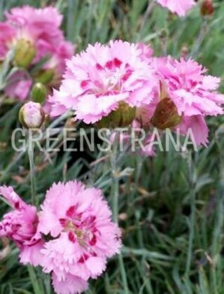 Гвоздика перистая Мэгги (Dianthus plumarius 'Maggie')