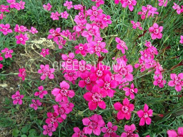 Гвоздика травянка (Dianthus deltoides) (микс)