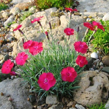 Гвоздика серовато-голубая Бадения (Dianthus gratianopolitanus 'Badenia')