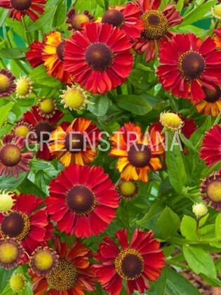 Гелениум осенний Хот Лава (Helenium autumnale 'Hot Lava')