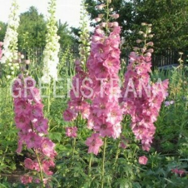 Дельфиниум Астолат (Delphinium x cultorum 'Astolat')