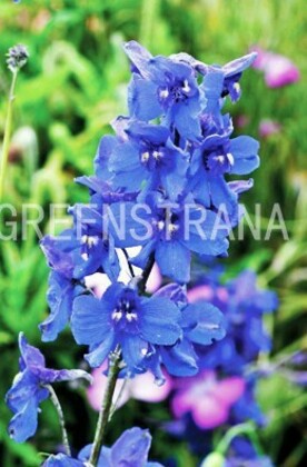 Дельфиниум Блауэр Цверг (Delphinium grandiflorum 'Blauer Zwerg')