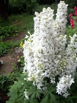 Дельфиниум Каса Бланка (Delphinium x belladonna 'Casa Blanca')