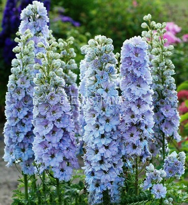 Дельфиниум Саммер Скайз (Delphinium x cultorum 'Summer Skies')