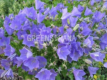 Колокольчик карпатский Блю Клипс (Campanula carpatica 'Blue Clips')