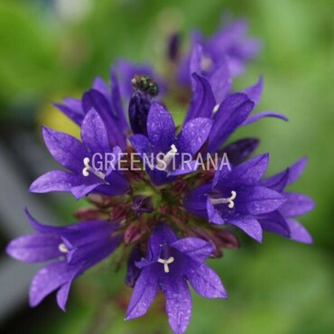 Колокольчик скученный Специоза (Campanula glomerata 'Speciosa')