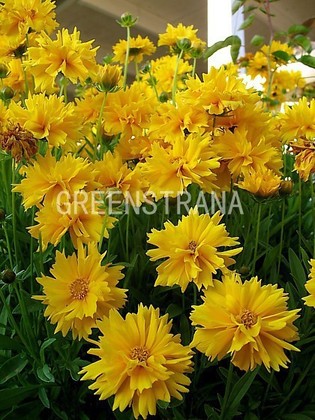 Кореопсис крупноцветковый Эрли Санрайз (Coreopsis grandiflora 'Early Sunrise')