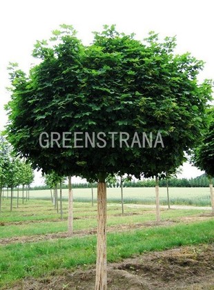Клен остролистный Глобозум (Acer platanoides 'Globosum')