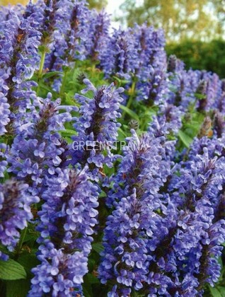Котовник жилковатый Блю Мун (Nepeta nervosa 'Blue Moon')