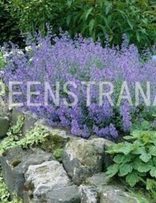 Котовник Фассена Лайт Блю (Nepeta x faassenii 'Light Blue')